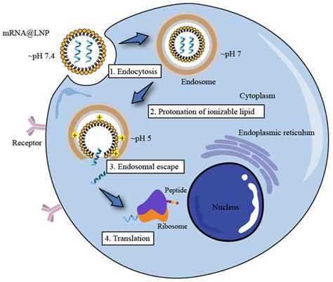 Pharmaceutics Free Full Text Recent Advances In Lipid Nanoparticles