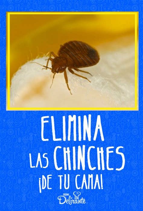 Cómo eliminar las chinches de cama mezcla poderosa y súper efectiva