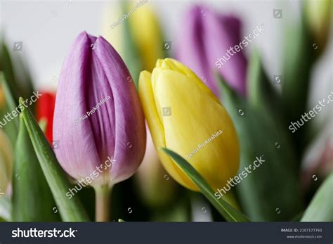 Flower Purple Tulip Looks Like Vagina Stock Photo 2107177760 Shutterstock