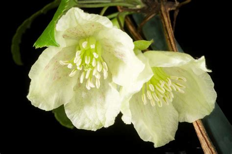 Clematis Cirrhosa The Evergreen Joy Of Lone Travellersand Happy
