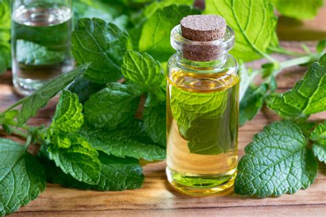 Citromfű (Melissa officinalis) - A gyógyító és illatos növény - Kerti élet