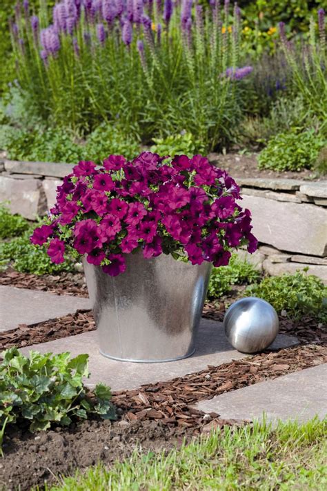 Petunia Hybrida Success Violet Muller Seeds