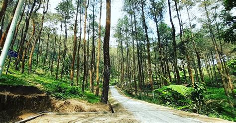 Keindahan Wisata Alam Di Taman Hutan Rakyat Karanganyar Badan Otorita