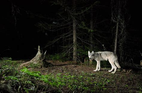 Whos Afraid Of The Big Bad Wolf Scientist By Christopher Solomon 1aone