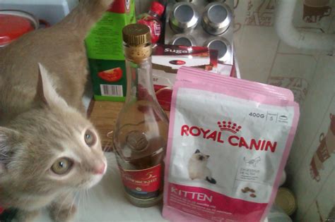 Конину мне, коту канину. | Пикабу