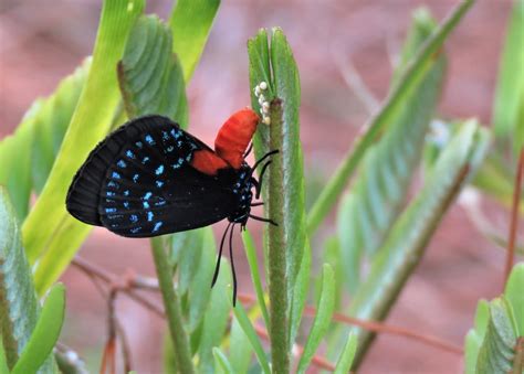 Insect Reproduction Read Biology Ck 12 Foundation
