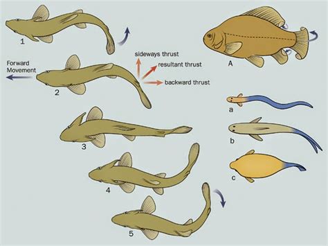 Knowledge Class Locomotion And Skeleton In Vertebrates