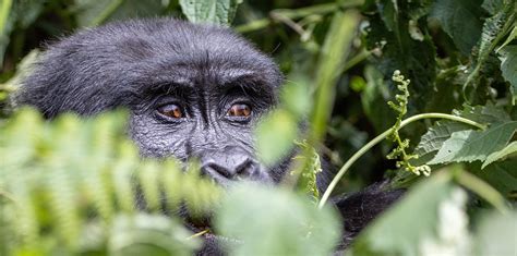 Days Rwanda Gorilla Tour Chimpanzee Trekking Safari Rwanda Days