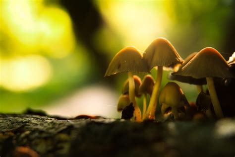 Grupo de hongos en el tronco de un árbol en el bosque de otoño Foto