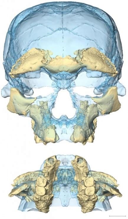 Descobertas Arqueol Gicas Incr Vel Descoberta Mostra Que Homo Sapiens