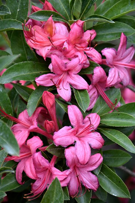 Westons Parade Azalea Rhododendron Westons Parade In Columbia