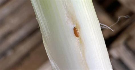 Comment Reconna Tre Le Ver Du Poireau Et L Liminer Du Jardin Quelles