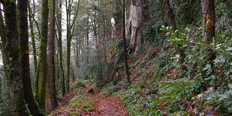 Rocky Butte Natural Area | Portland.gov