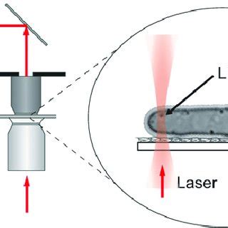 Illustration Of The Optical Tweezers Setup Used For The Experiments