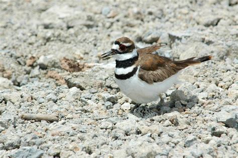 Killdeer - Charadrius vociferus - NatureWorks