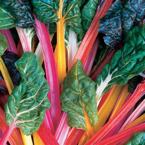 Swiss Chard Bright Lights – Harris Seeds