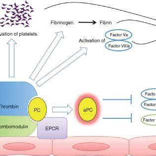 Simple Overview Of The Thrombinthrombomodulin Complex And Protein C