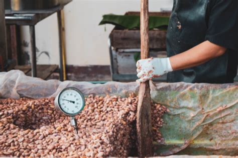 Stages Of Cocoa Fermentation