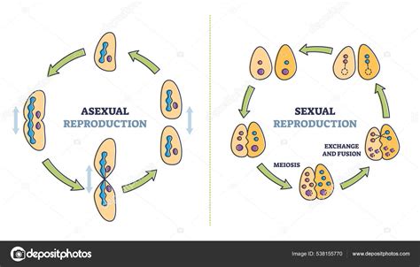 Diagrama De Contorno De Comparación De Tipos De Reproducción Celular