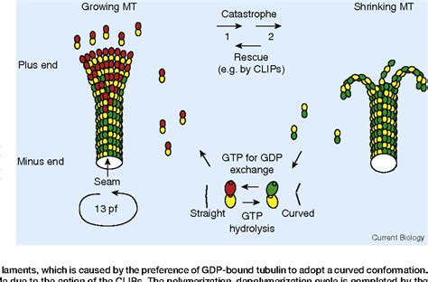 Figure 1 From Plus End Tracking Proteins And Their Interactions At