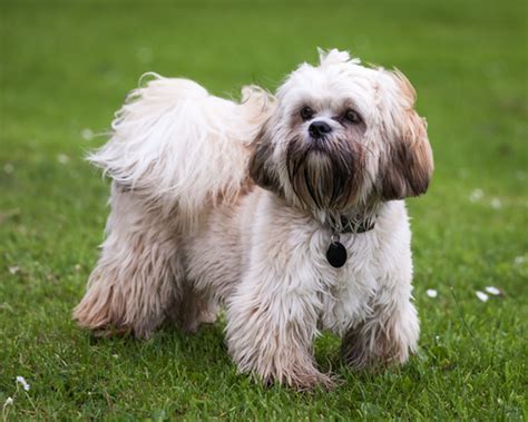 Are Shih Tzu Related To Wolves