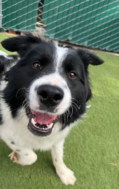 Lakeside AZ Border Collie Meet Rorick A Pet For Adoption