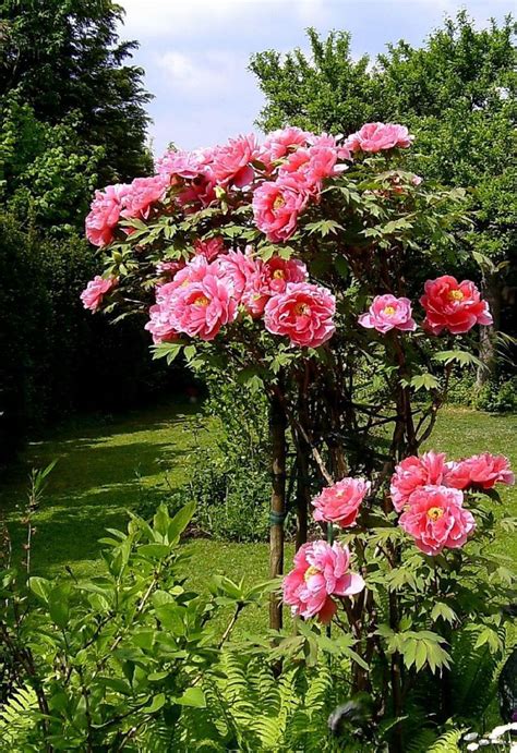 How To Grow Peonies A Cottage Garden Favorite Hubpages