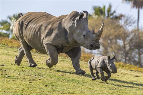 Rhino Mother And Calf Frolicking In San Diego Zoo A Female Flickr