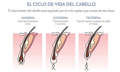 Fases Del Cabello Y Su Duración Ciclo Capilar Con Imágenes Caída Cabello