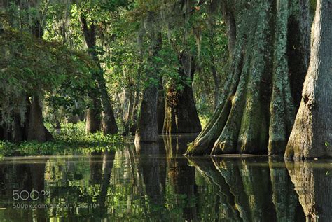 Photograph Louisiana Bayou By Linda Trine On 500px