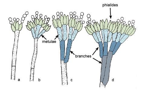 Penicillium Roqueforti Slide