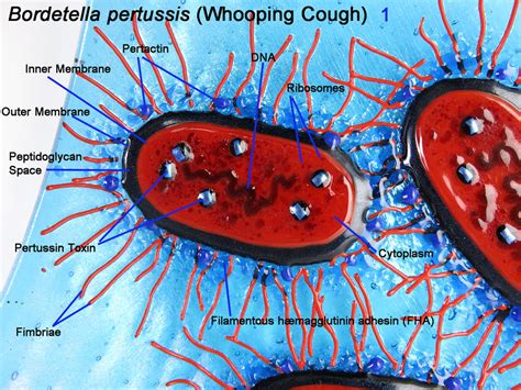Bordetella Pertussis 1 Whooping Cough glass Dish by trilobiteglassworks ...