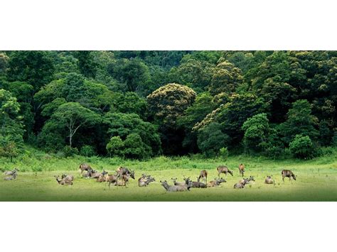 Thekkady Boating In 2024 Online Booking Timings Cost Fare For