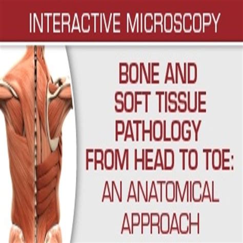 Bone And Soft Tissue Pathology From Head To Toe An Anatomical Approach