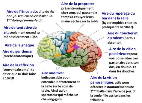 Cerveau Humain Anatomie Et Fonction Images And Photos Finder