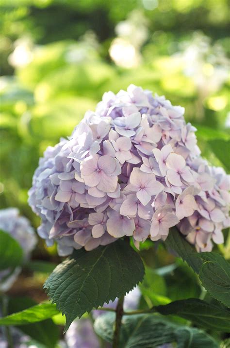 While Most Bigleaf Hydrangeas Flower On Branches From The Last Year