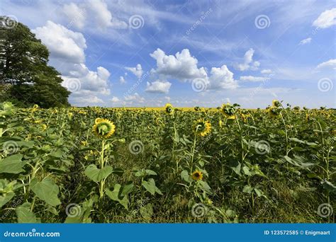 Flowering Angiosperms Plants. Stock Image - Image of green, cityscape ...