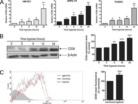 Hypoxia Up Regulates CD36 Expression And Function Via Hypoxia Inducible