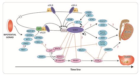 Ijms Free Full Text Disorders Of Sex Developmentnovel Regulators