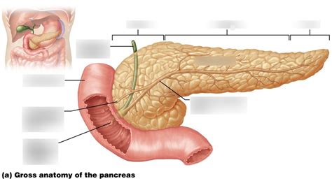 A P II Pancreas Diagram Quizlet