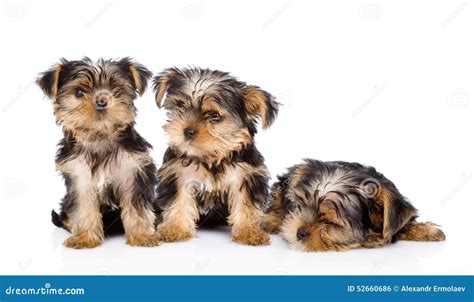 Three Yorkshire Terrier Puppies On White Background Stock Photo