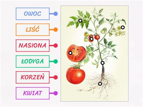 Budowa POMIDOR Labelled Diagram