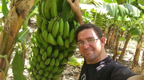 BANANA CULTIVO ADUBAÇÃO CORRETA NANICA PRATA E MAÇÃ natureba Sítio