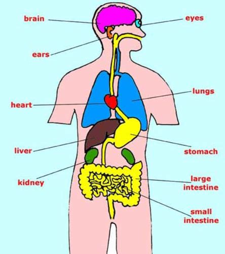 Organs In The Body Midsection View Showing Internal Organs Of Human