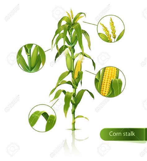 Maize cultivation clipart 20 free Cliparts | Download images on ...