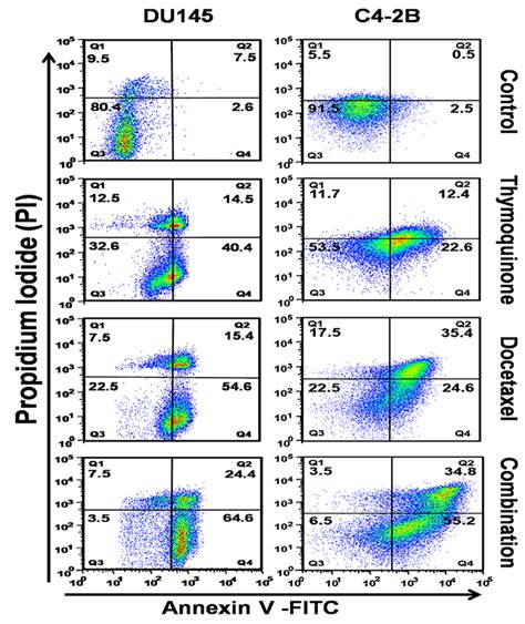 TQ Induces DTX Mediated Apoptosis In PCa Cells DU145 And C4 2B Cells