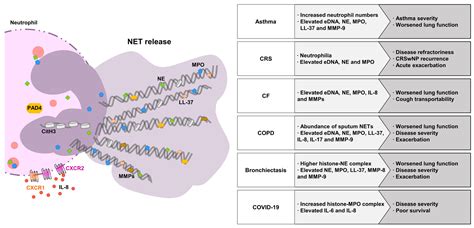 Ijms Free Full Text Neutrophil Extracellular Traps In Airway