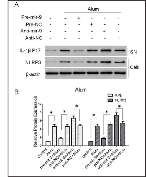 Figure 8 From MicroRNA 9 Inhibits NLRP3 Inflammasome Activation In