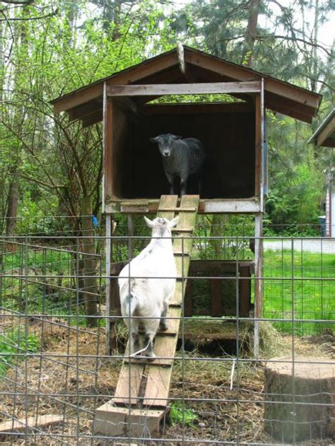 DIY Two Storey Goat House