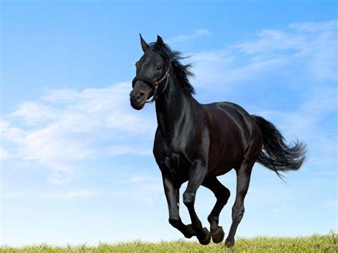 Black Arabian Horse Wallpapers Top Free Black Arabian Horse